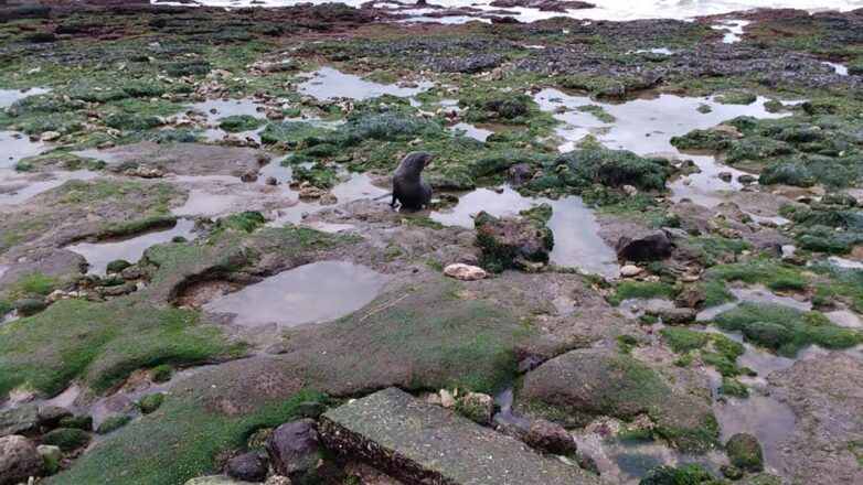 Miramar: un Lobo de Dos Pelos que salió a descansar.