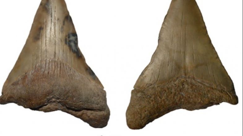Encuentran un diente de un tiburón prehistórico gigante en la playa de Mar de Ajó