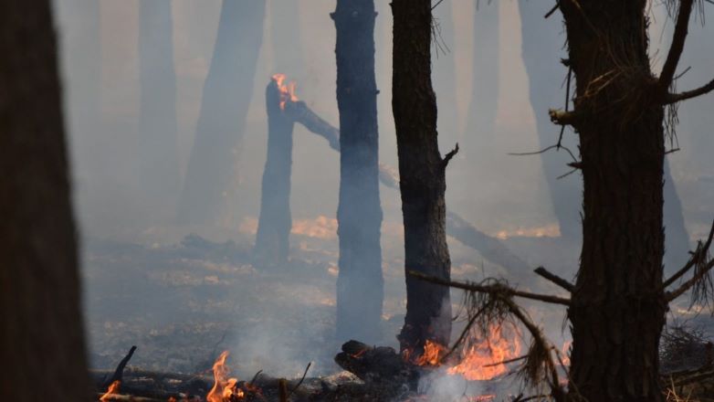 Confirman que fueron 150 las hectáreas arrasadas por el fuego en el Vivero de Miramar