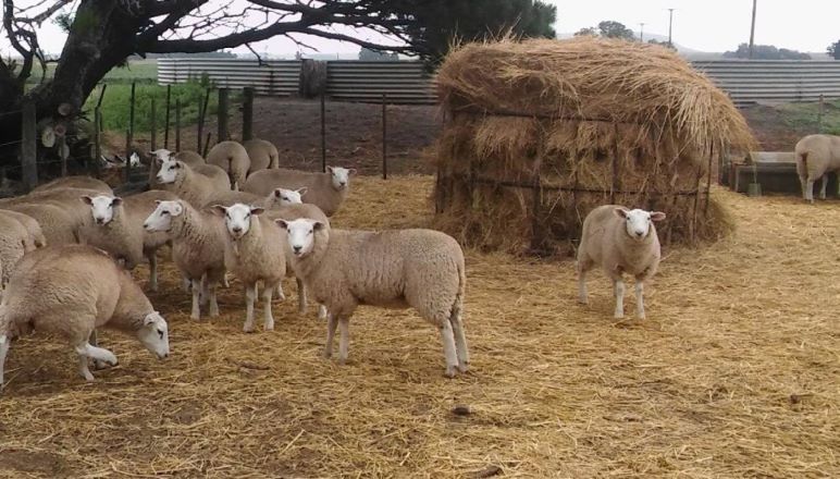 Balcarce: robaron corderos de la estación del INTA y advierten que no son aptos para consumo humano