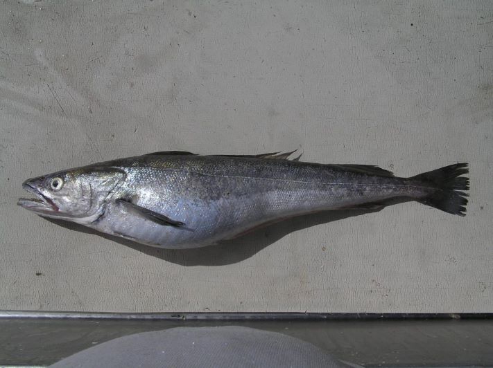Prohíben por tres meses la pesca de merluza en área del Océano Atlántico