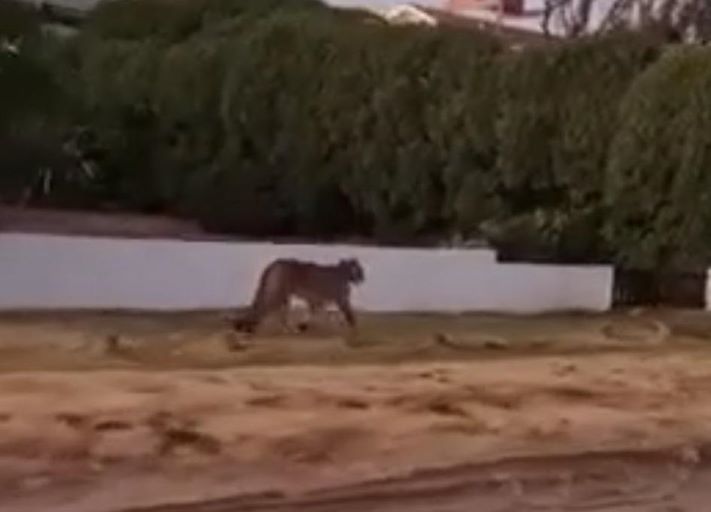 Un puma suelto por las calles de Villa Gesell