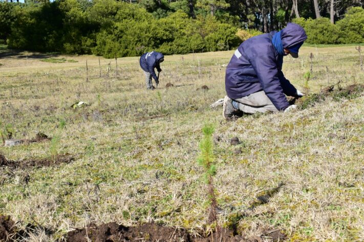 Miramar: forestan el bosque del vivero municipal