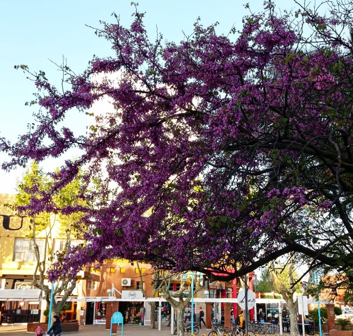 Miramar: así esta el tiempo para este jueves