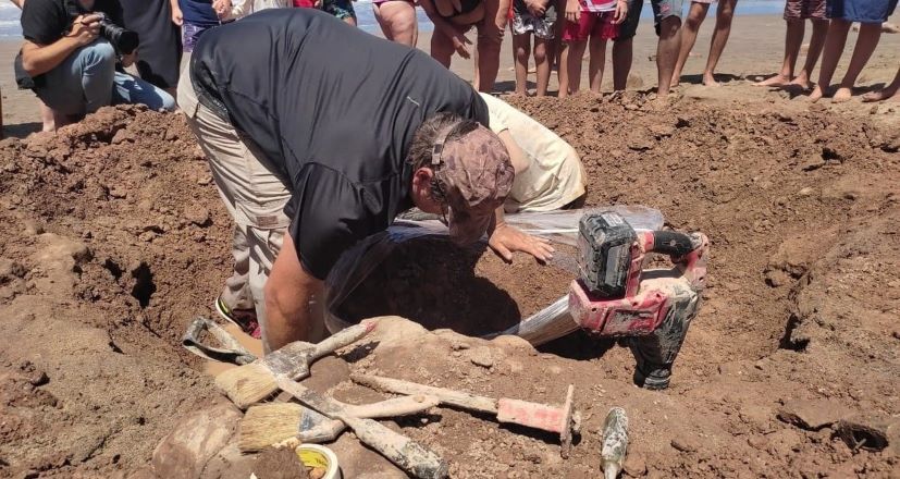 Se hallaron restos fósiles de 3 millones de años de antigüedad en playas de Chapadmalal