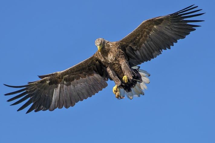 Cuento del águila y el halcón: “Vuelen juntos…pero jamás atados”.