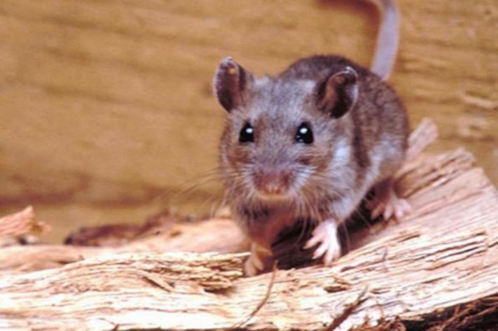 Miramar: confirmaron un caso de hantavirus en un empleado rural