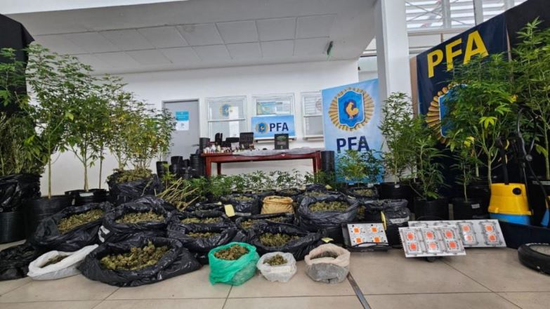 Miramar: descubren una organización que producía y comercializaba ilegalmente productos derivados del cannabis