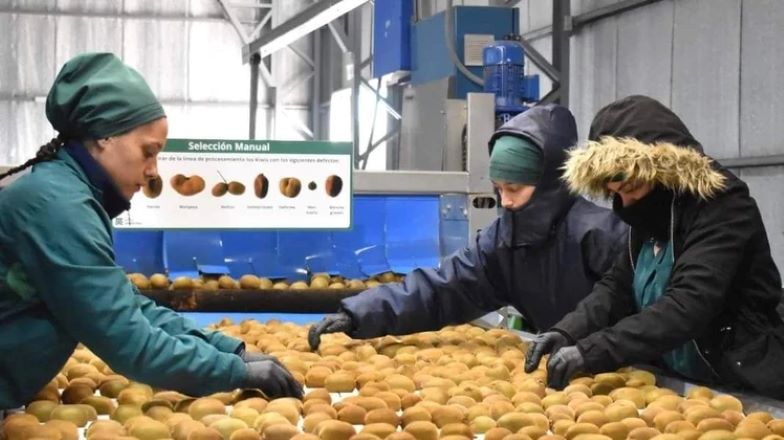 Manuel Martín destacó la calidad del kiwi que se produce en Miramar