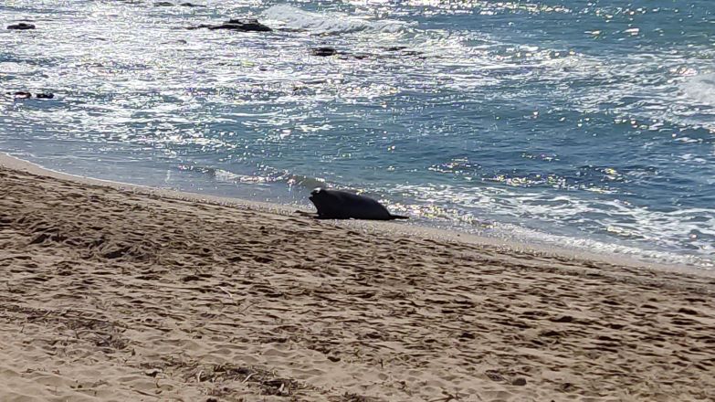 La Región: por qué por el nacimiento de elefantes marinos en la Costa Atlántica bonaerense sorprende a los especialistas