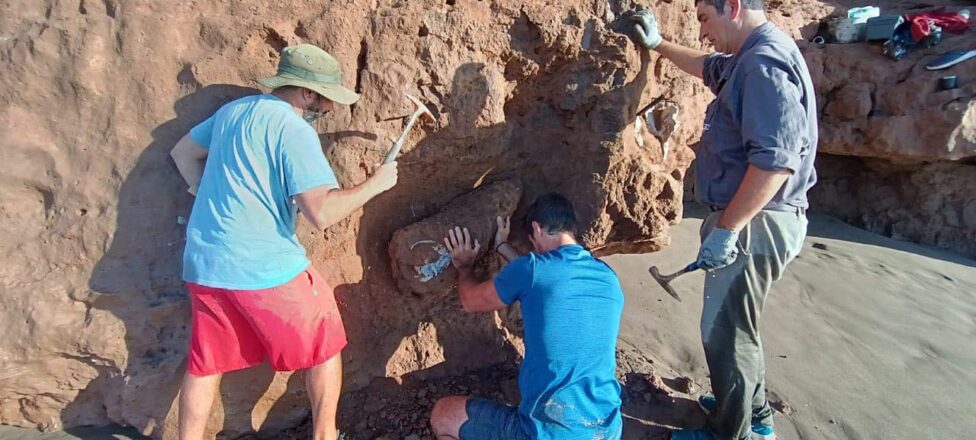 En Miramar descubren y recuperan restos de una especie de Gliptodonte de 3 millones de años.
