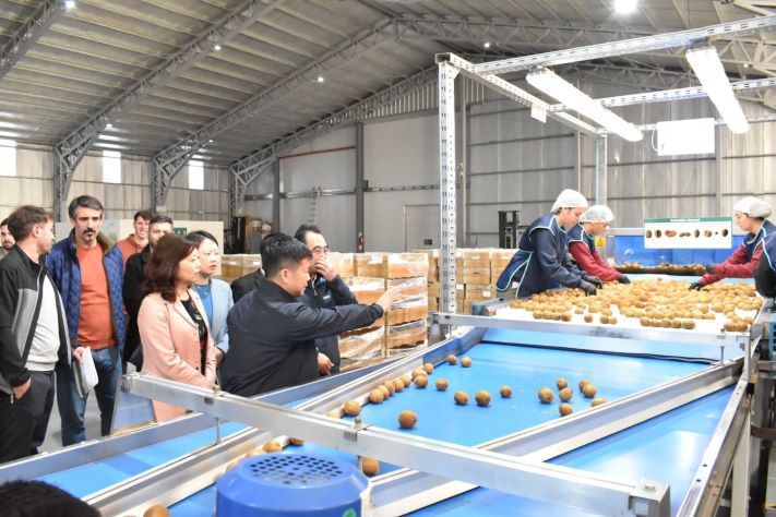 Visita de Delegación China a Planta de Empaque de Kiwi en Miramar Abre Puertas a Nuevos Mercados