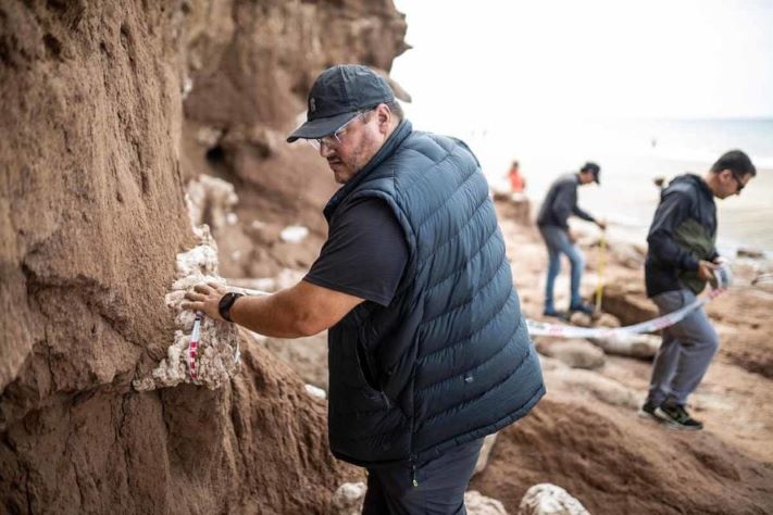 Hallazgo excepcional en los acantilados: descubren restos de un gliptodonte bebé en San Eduardo del Mar