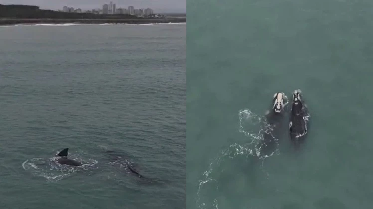 Dos ballenas francas australes sorprendieron frente a Miramar