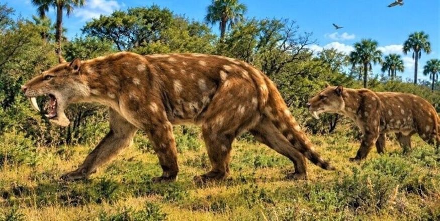 Hallazgo paleontológico histórico en Miramar: descubren una nueva especie de marsupial “dientes de sable”